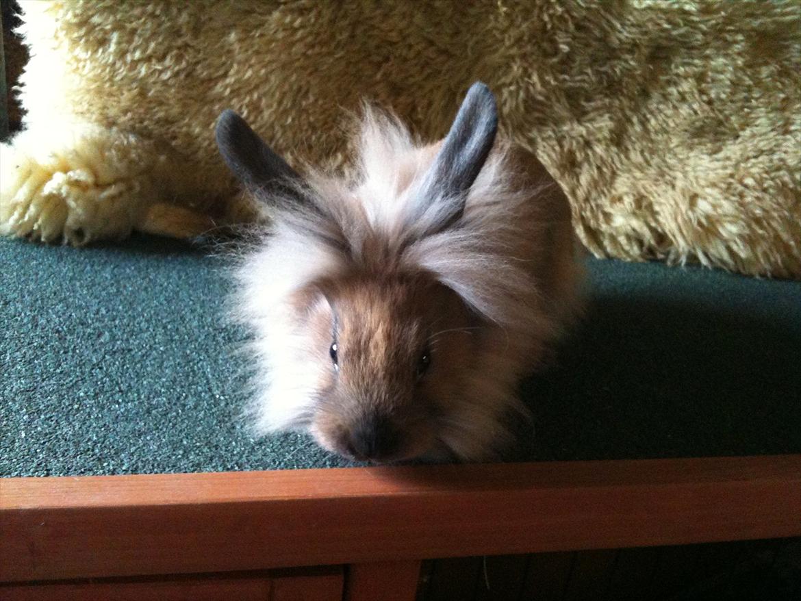 Kanin Hopnin's~Freaky Malbina<3 - Undersøger lige Punker og ungernes bur og siger hej til dem:D  billede 2