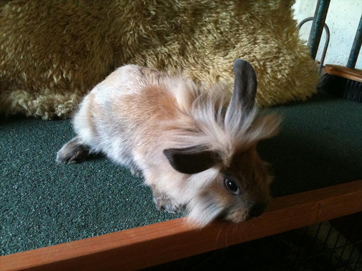 Kanin Hopnin's~Freaky Malbina<3 - Puuh der er langt ned. billede 3