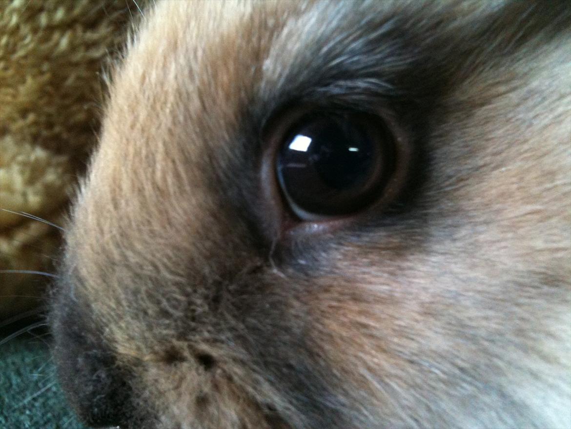 Kanin Hopnin's~Freaky Malbina<3 - Mit øje :D  billede 4