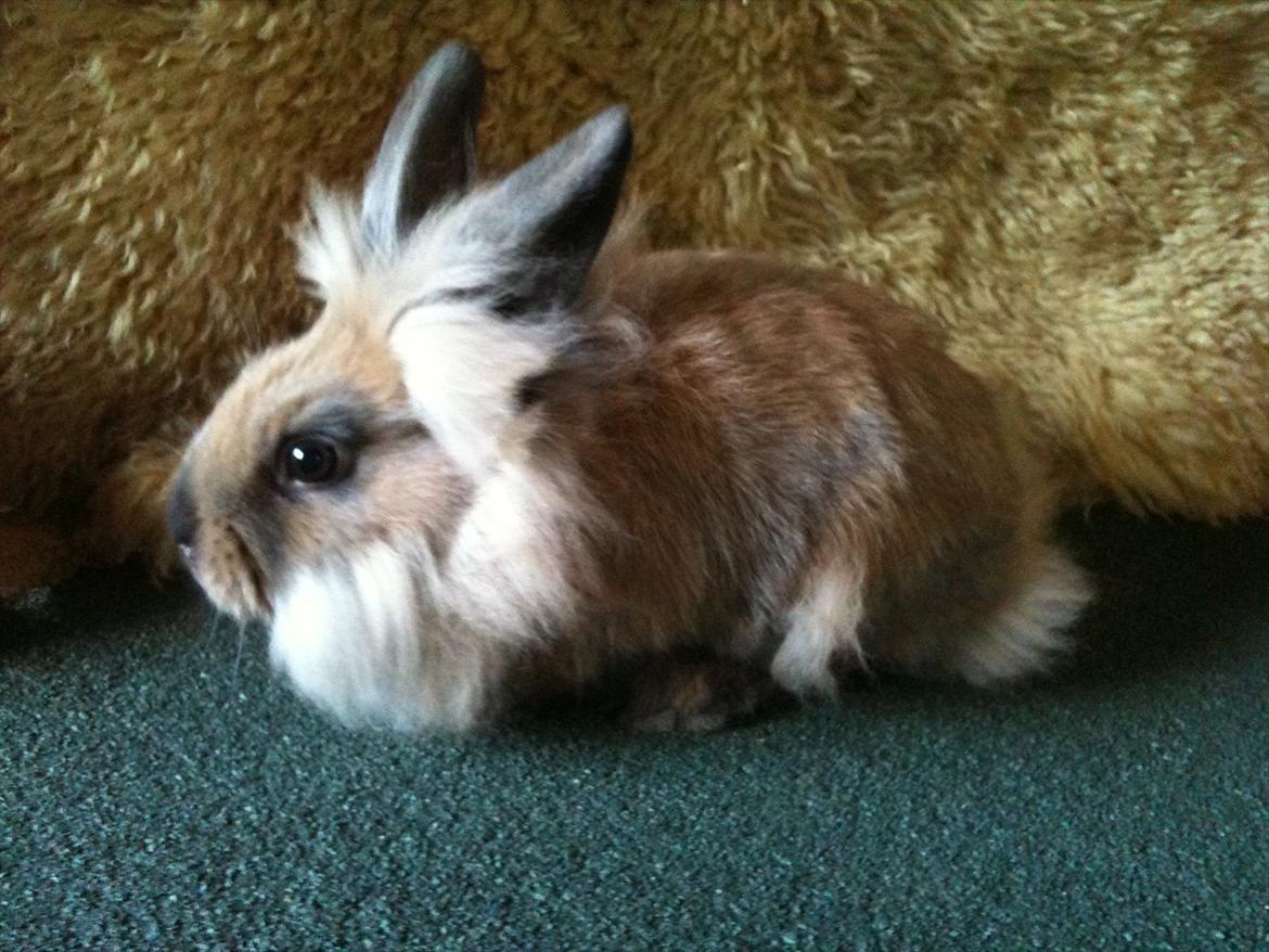 Kanin Hopnin's~Freaky Malbina<3 - (: billede 5