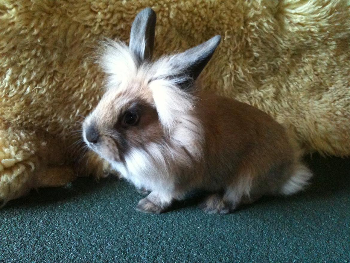 Kanin Hopnin's~Freaky Malbina<3 - Smukke mig, :;D  billede 6