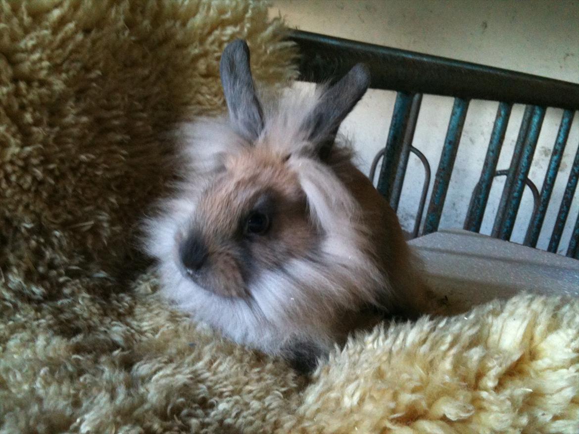 Kanin Hopnin's~Freaky Malbina<3 - Smukt billede!  billede 7