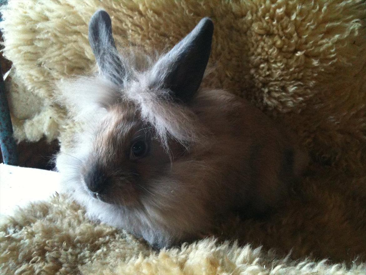 Kanin Hopnin's~Freaky Malbina<3 - SMUKT billede igen!  billede 8