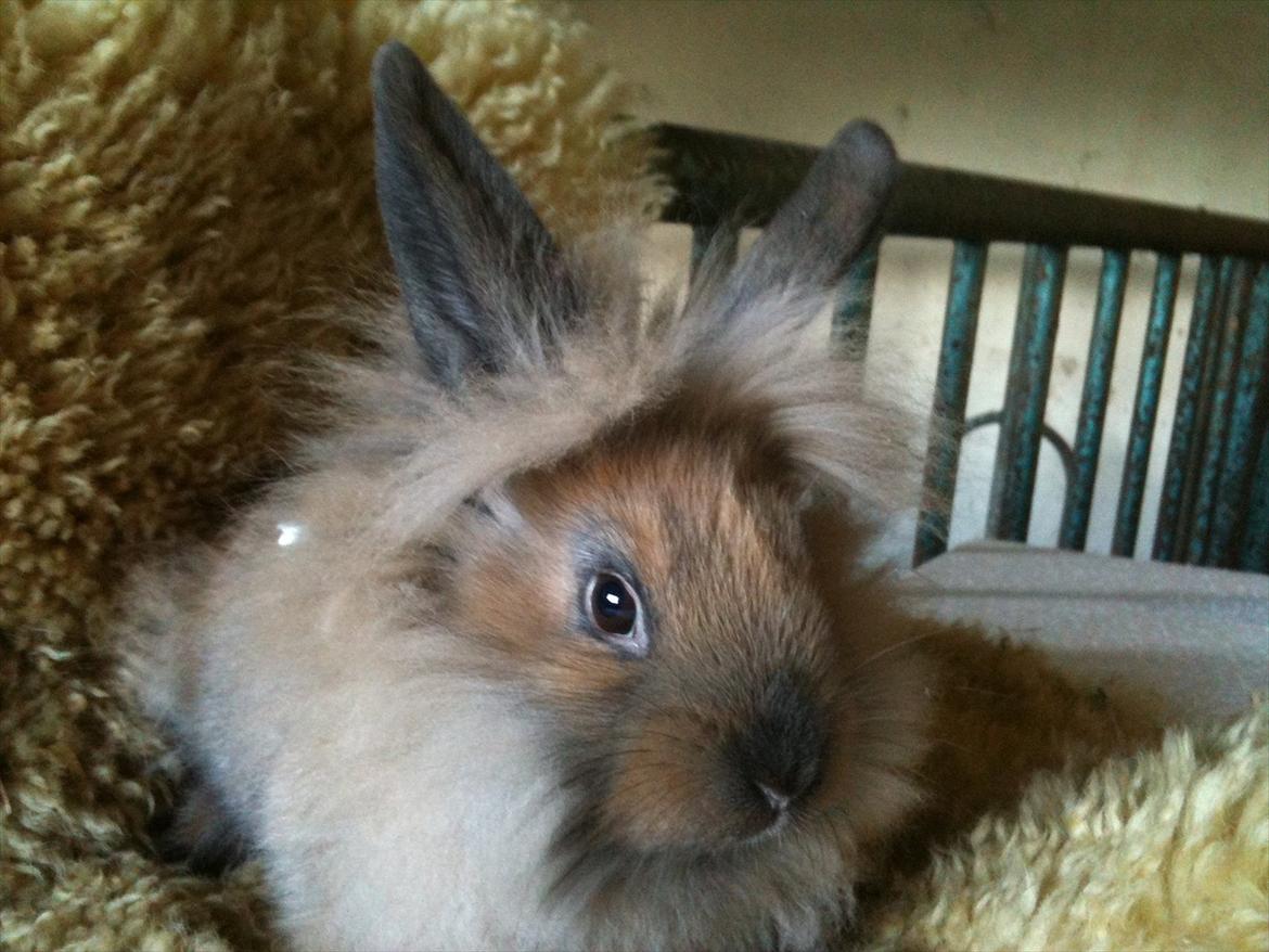 Kanin Hopnin's~Freaky Malbina<3 - Farveller og tak for denne gang(: billede 9