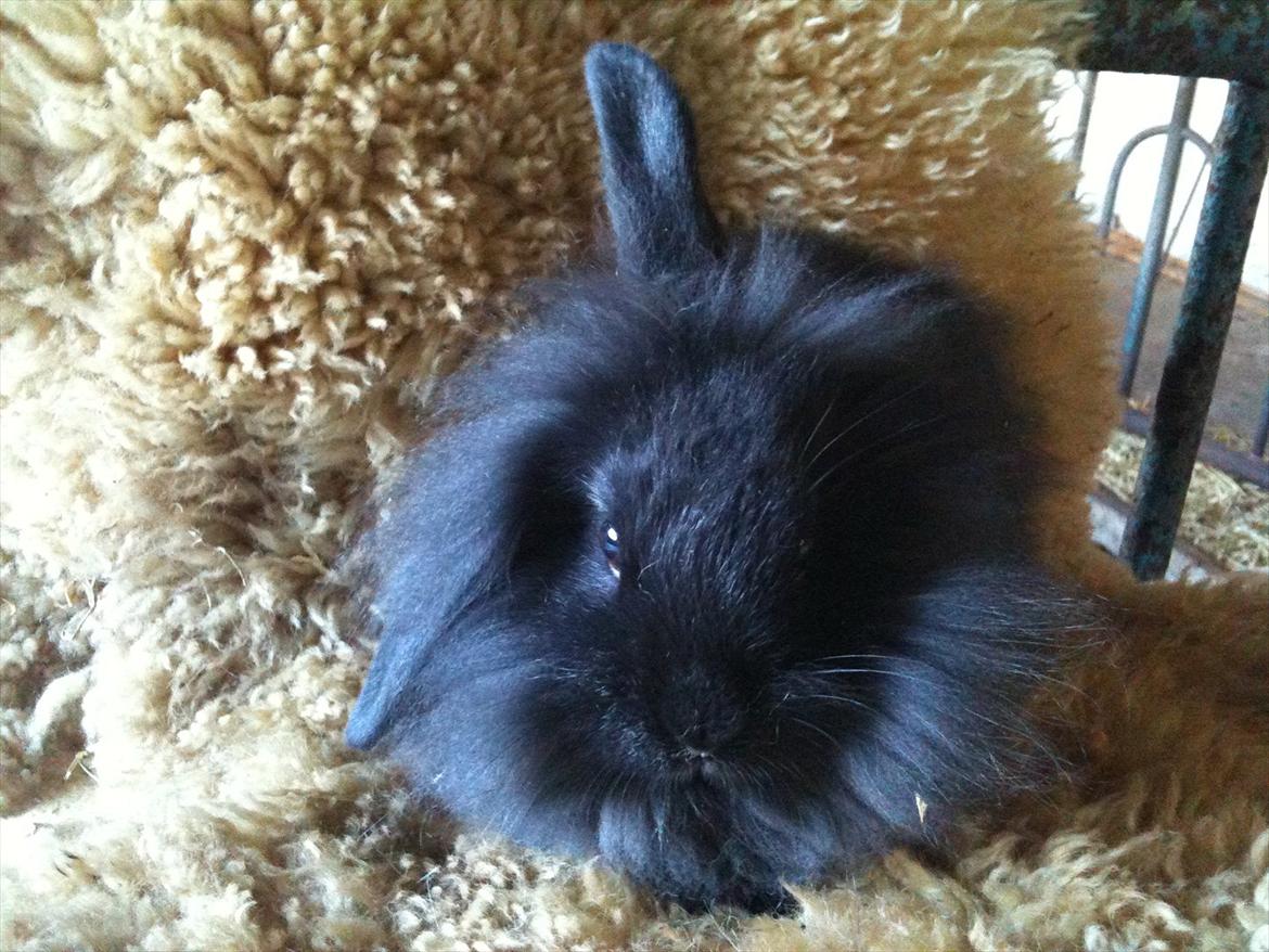 Kanin Hopnin's~Laika Duemmo<3 - Velkommen det det sorte hul:D Og min Profil på det store neet:D  billede 1