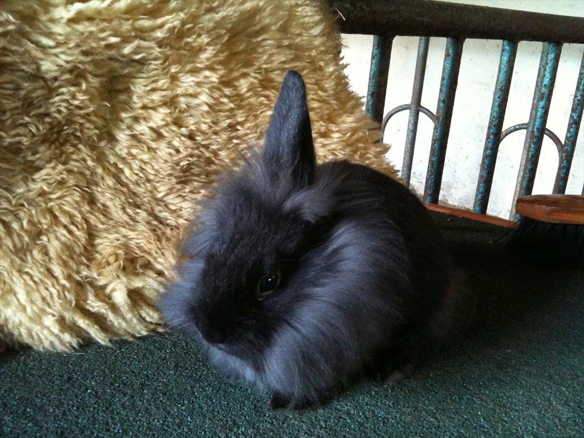 Kanin Hopnin's~Laika Duemmo<3 - Sikke lækker jeg er:D  billede 2