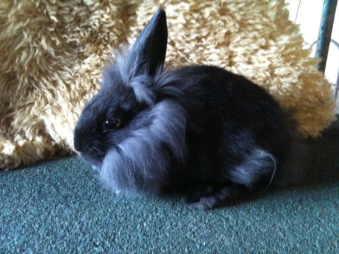 Kanin Hopnin's~Laika Duemmo<3 - Jeg stikker snart af! det med at sidde stille det ikke mig! :D  billede 3