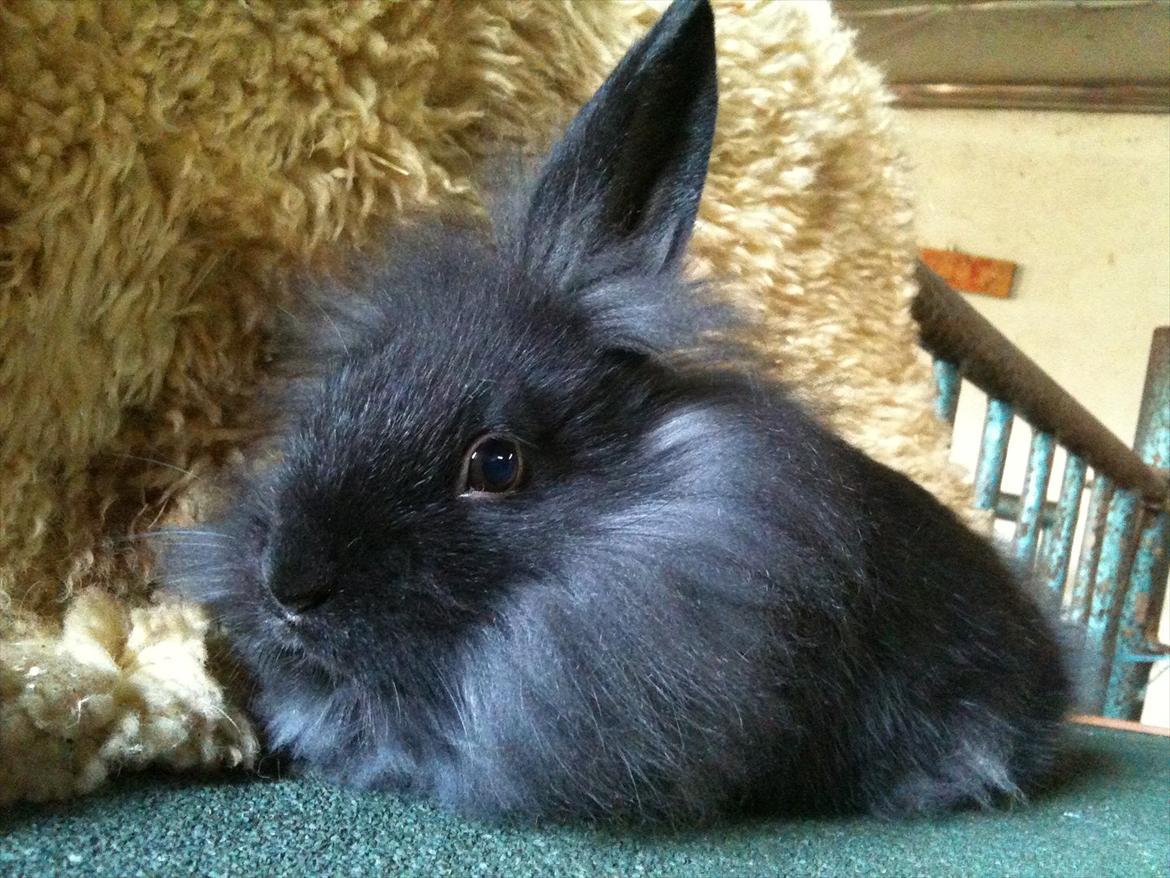 Kanin Hopnin's~Laika Duemmo<3 - For jeg er så smuk og dejlig" :D  billede 4