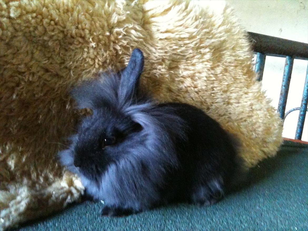 Kanin Hopnin's~Laika Duemmo<3 - For lækker til love:D billede 5