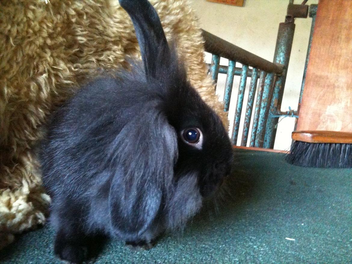 Kanin Hopnin's~Laika Duemmo<3 - Jeg smutter liiiiige den her vej! :D  billede 6