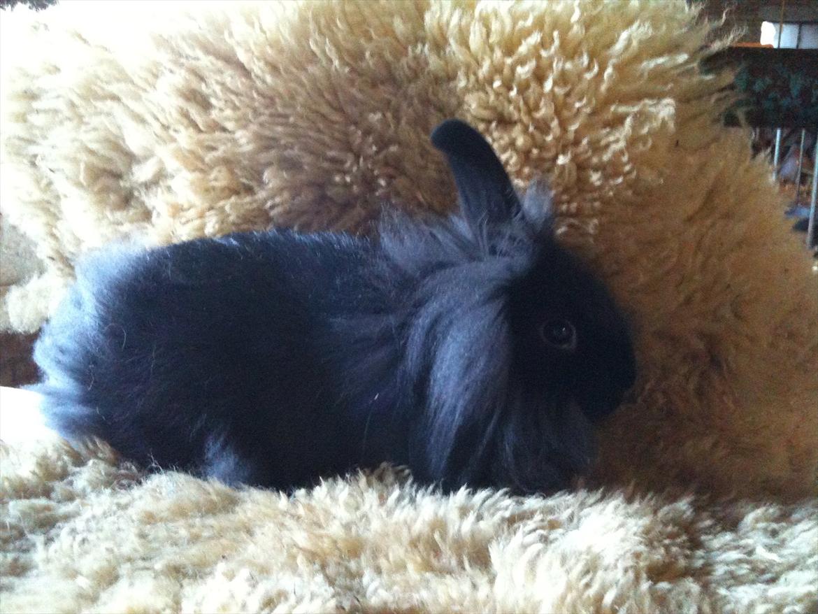 Kanin Hopnin's~Laika Duemmo<3 - Tak for besøget:D Kig gerne forbi min mor's andre kaniner! så bliver hun sikkert glad:D  billede 7