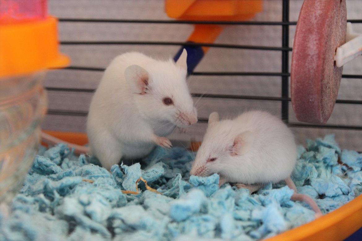 Mus Charlie - Charlie ved siden af den 'lidt større' Merle :-) billede 5