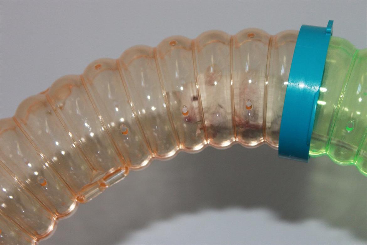 Mus Charlie billede 7