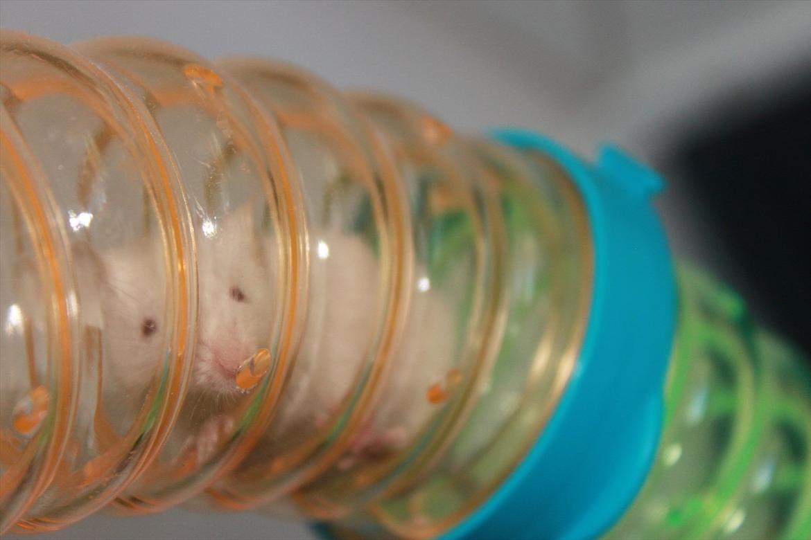 Mus Charlie billede 9