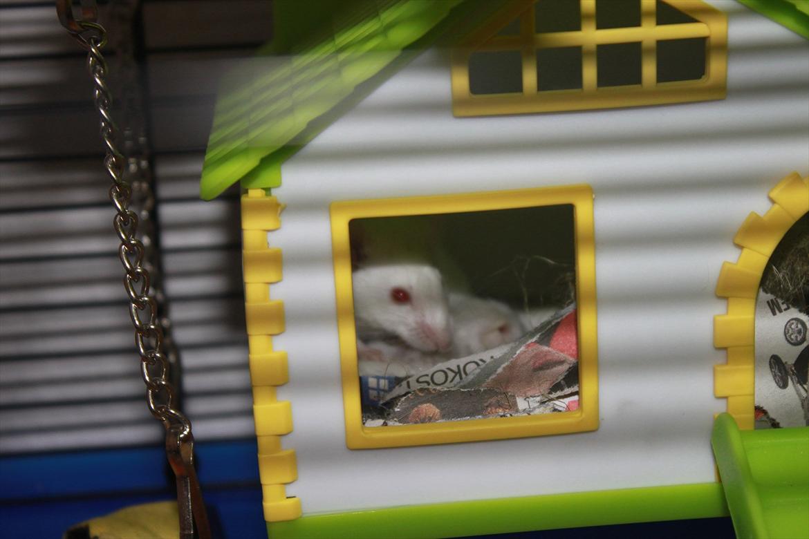 Mus Charlie - Det er ikke så tydeligt, men her lægger de alle og slapper af ;-) billede 6