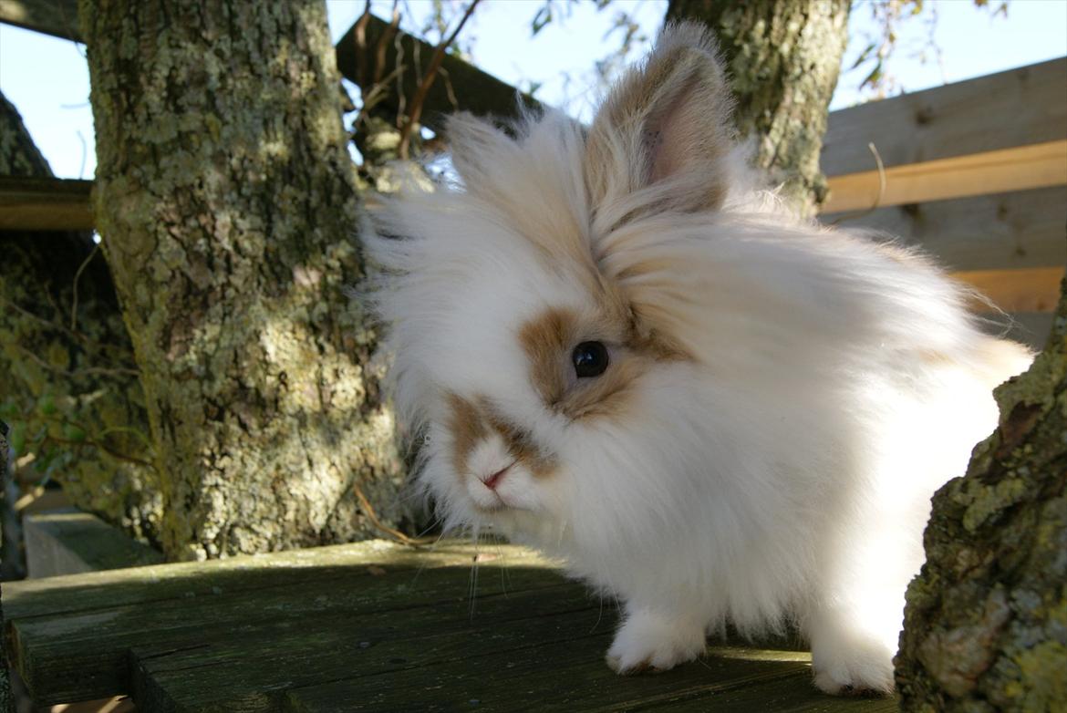 Kanin Maboha's Amilo billede 10