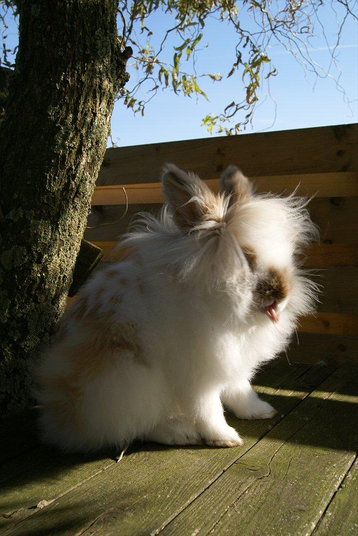 Kanin Maboha's Amilo billede 7