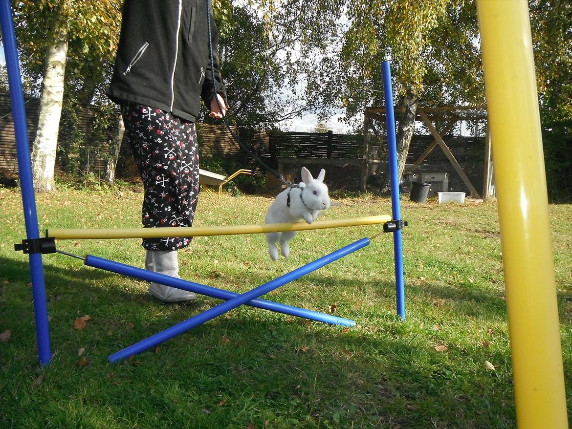 Kanin snowey billede 8