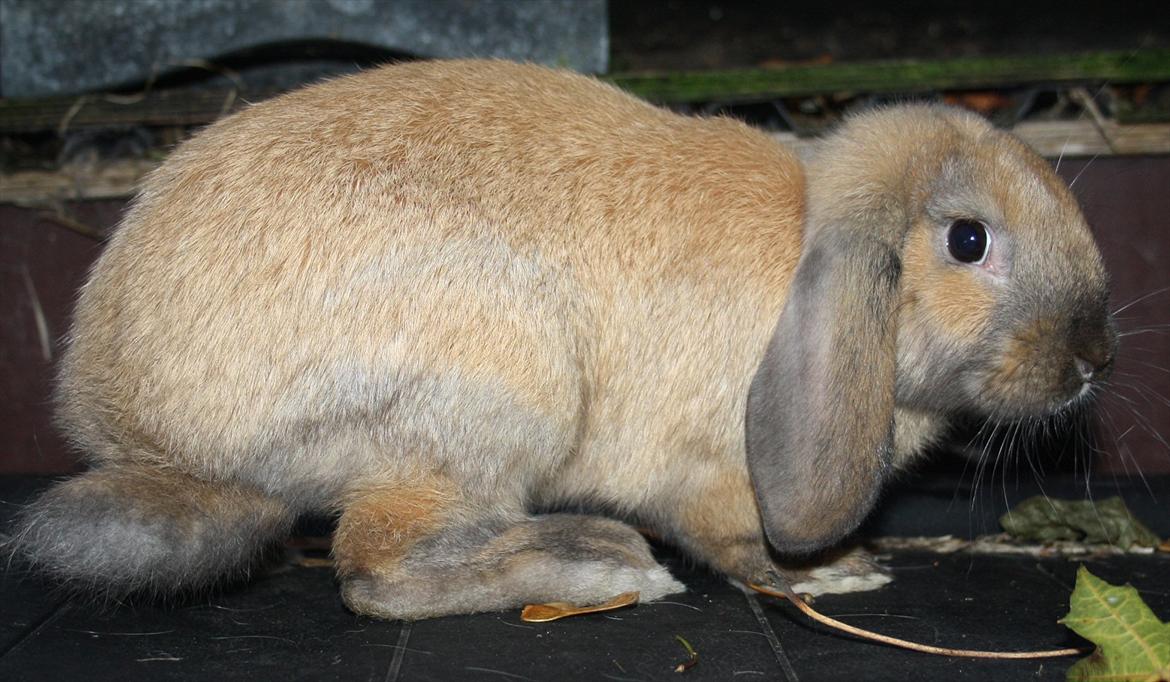 Kanin State Of Art billede 5