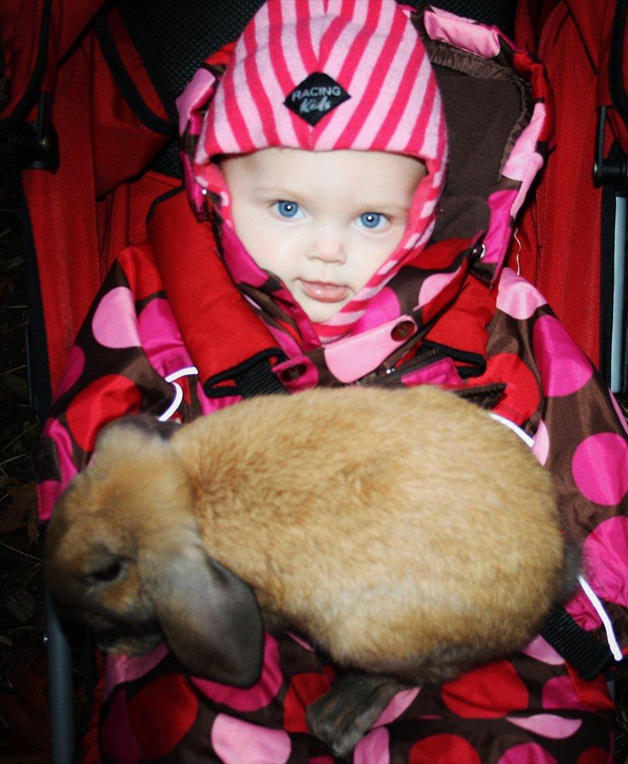 Kanin State Of Art billede 2