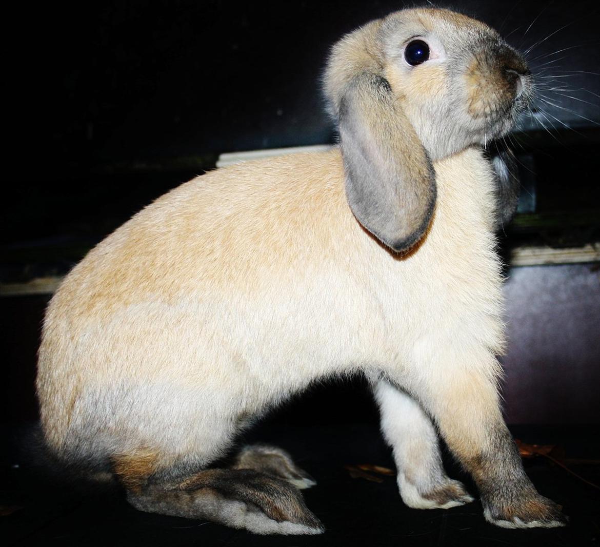 Kanin State Of Art billede 1