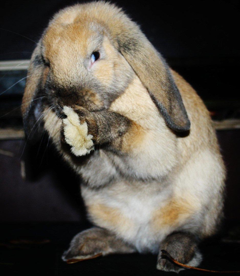 Kanin State Of Art billede 3