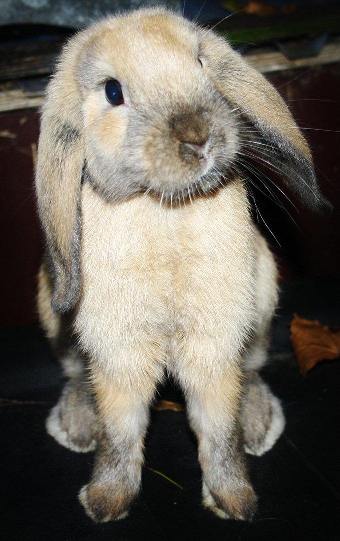 Kanin State Of Art billede 4