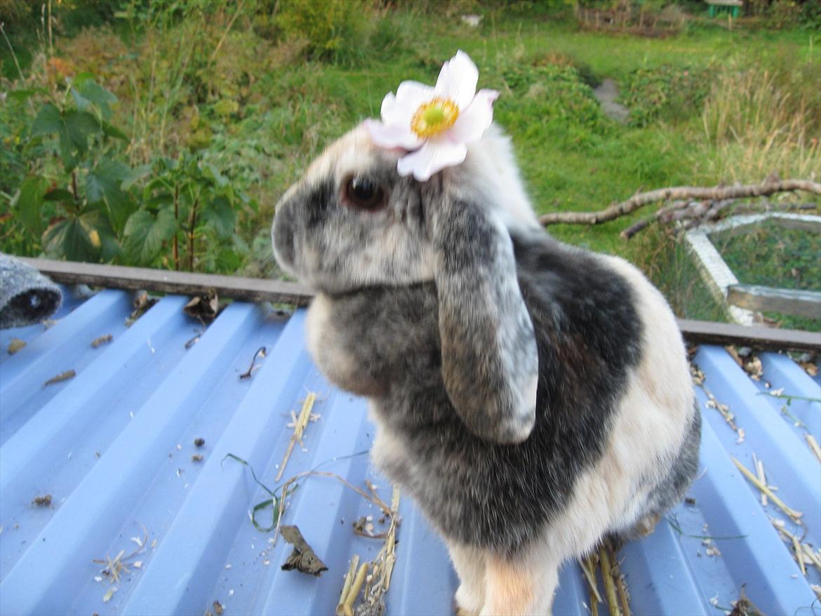 Kanin Tigerlil - Smukke <3 billede 12