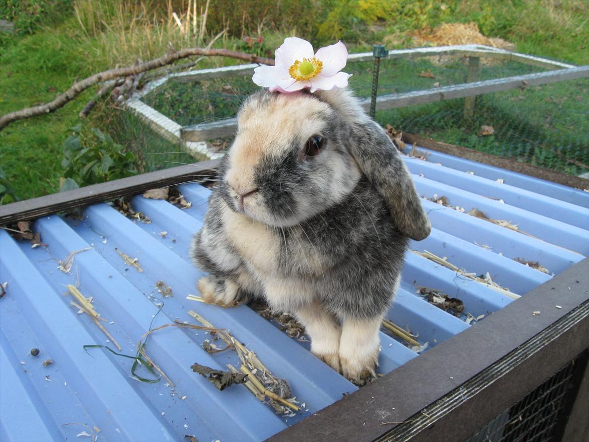 Kanin Tigerlil billede 13