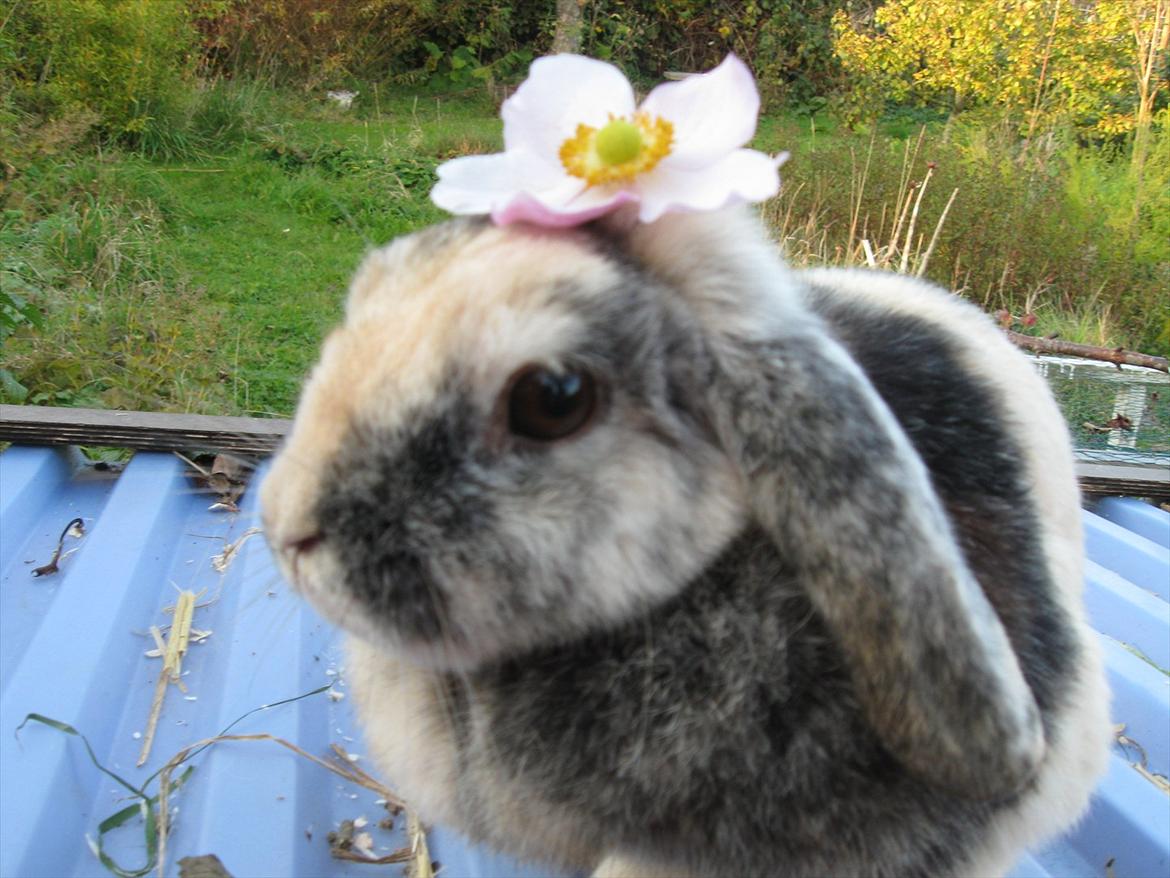 Kanin Tigerlil - Velkommen til Tigerlil's profil :) billede 1