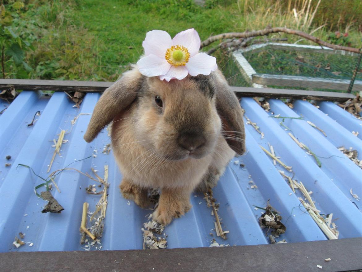 Kanin Sweet Candy - smukke <3 billede 14