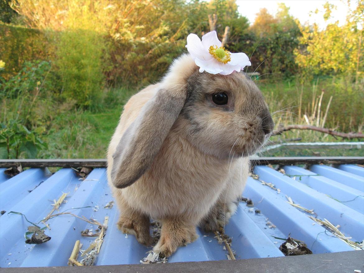 Kanin Sweet Candy - Velkommen til min profil ;) billede 1