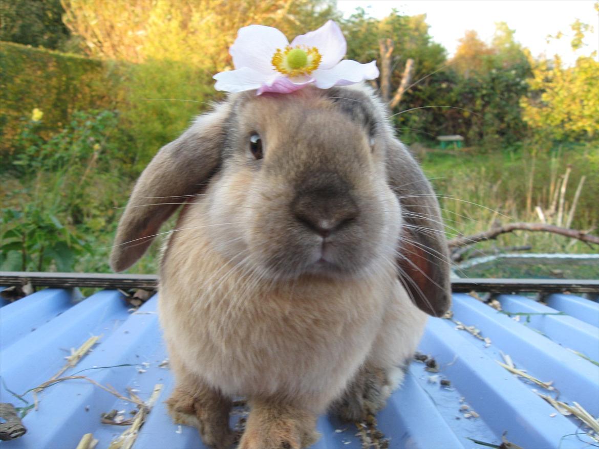 Kanin Sweet Candy billede 15