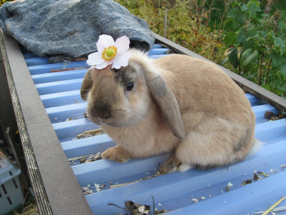 Kanin Sweet Candy billede 16