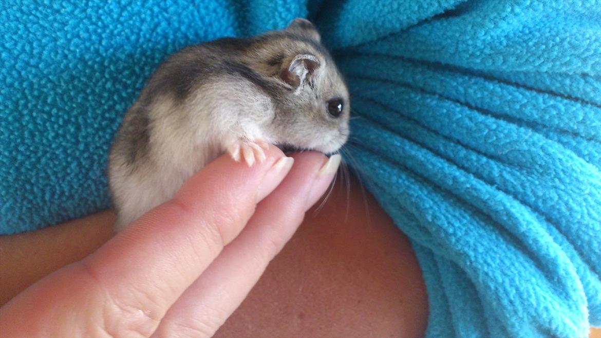 Dværghamster Mimse billede 1