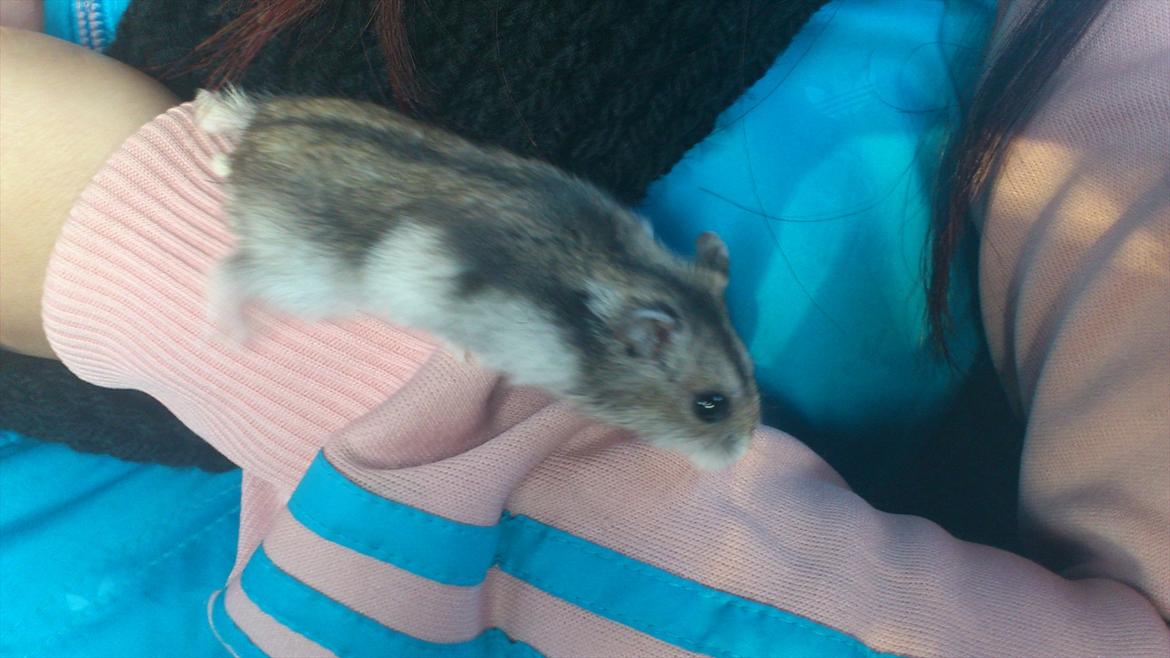 Dværghamster Mimse billede 2