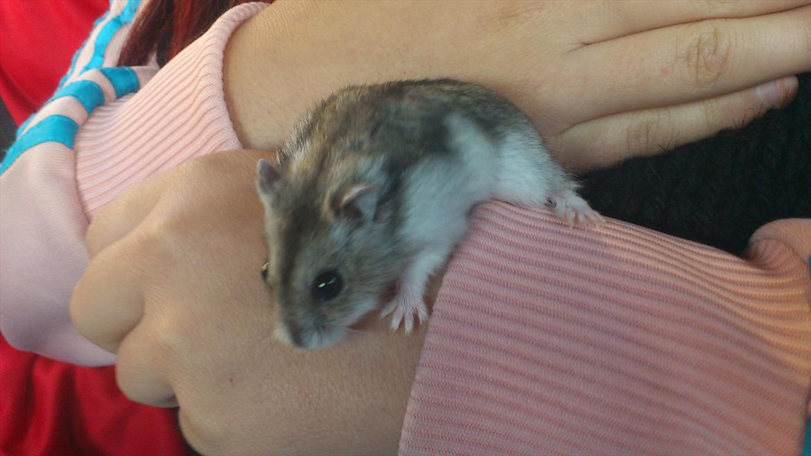 Dværghamster Mimse billede 3