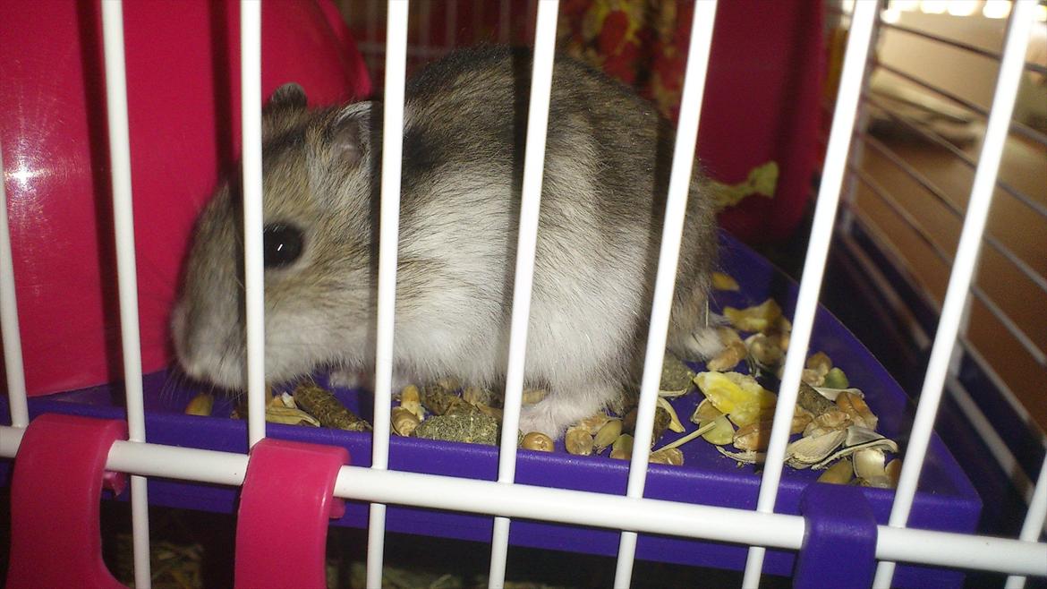 Dværghamster Mimse billede 4