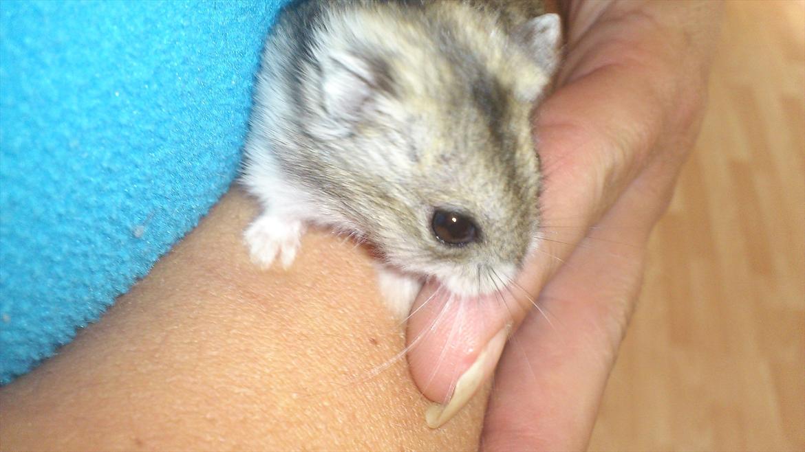 Dværghamster Mimse billede 5