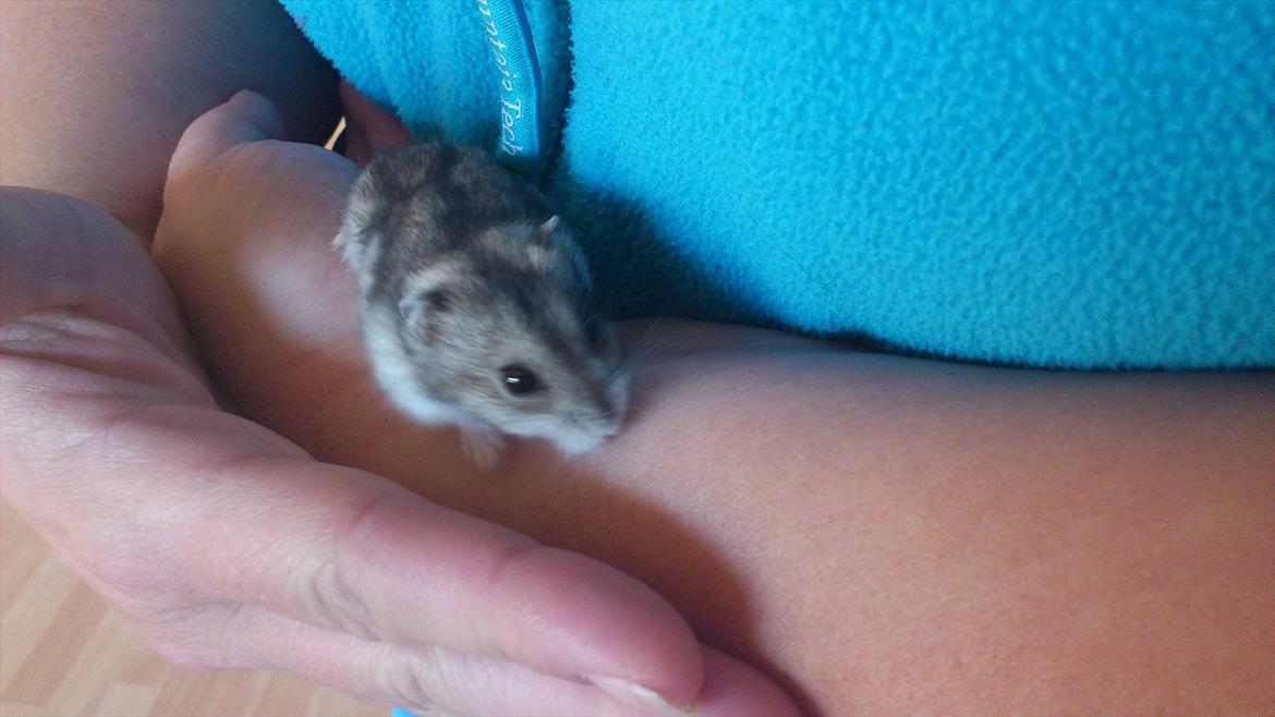 Dværghamster Mimse billede 6