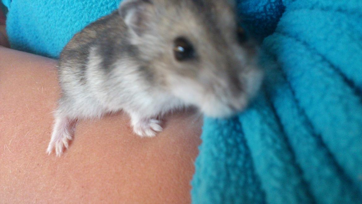 Dværghamster Mimse billede 7