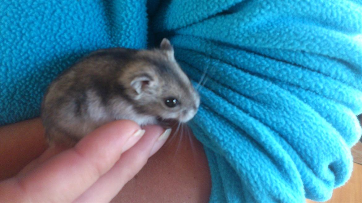 Dværghamster Mimse billede 8