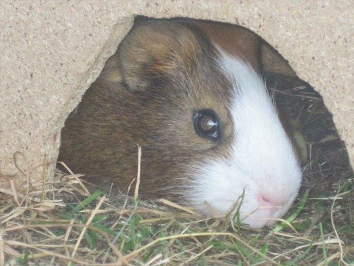 Marsvin Thonado( skatten) billede 5