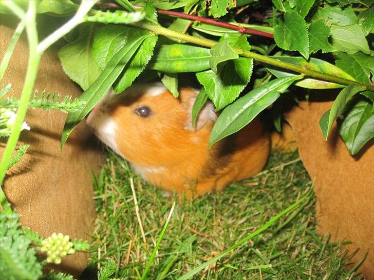 Marsvin Thonado( skatten) billede 6