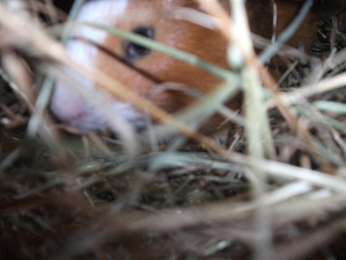 Marsvin Thonado( skatten) billede 8