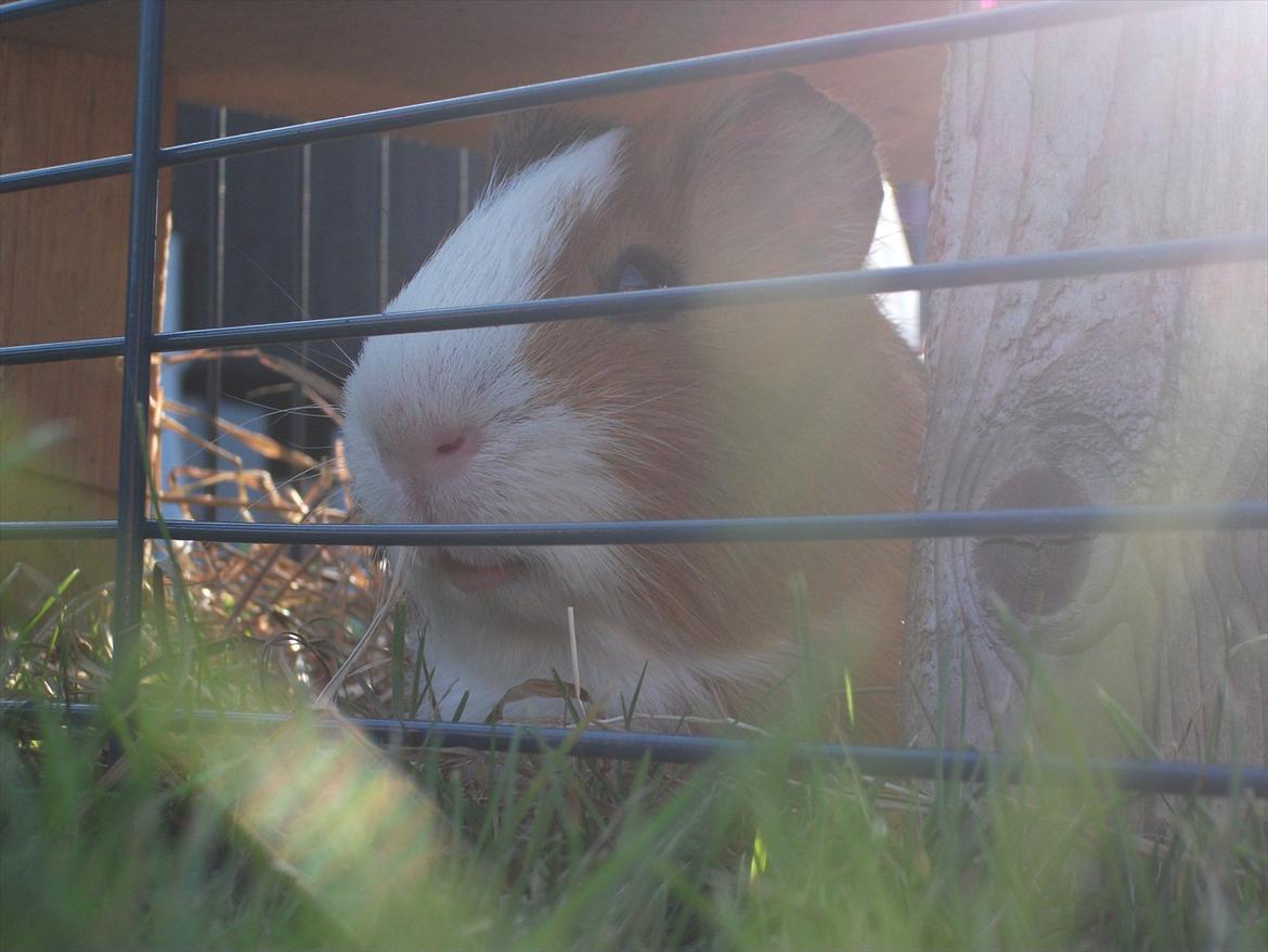 Marsvin Thonado( skatten) billede 9