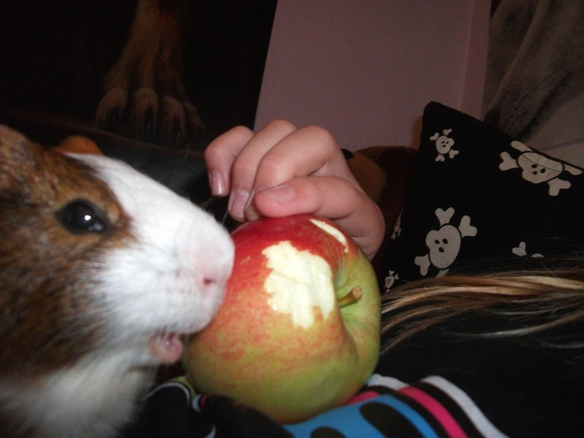 Marsvin Thonado( skatten) billede 10