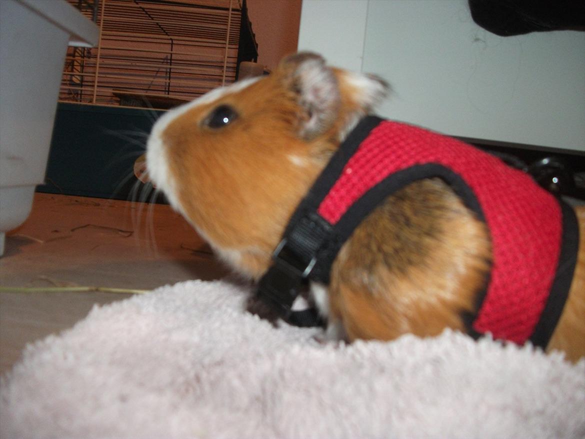 Marsvin Thonado( skatten) billede 11