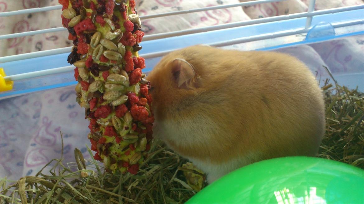 Hamster Dumle billede 1