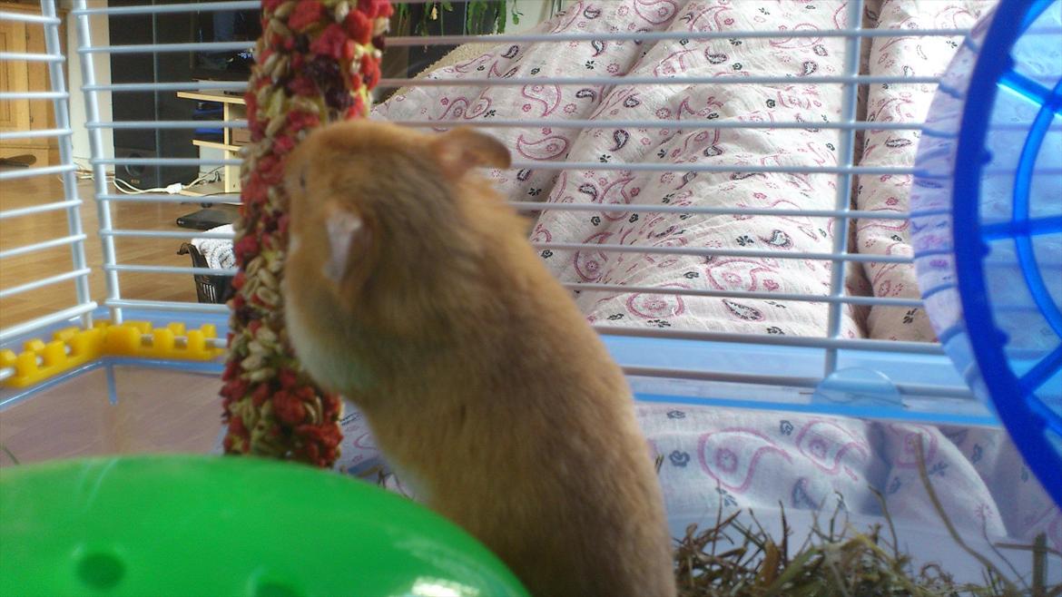 Hamster Dumle billede 3